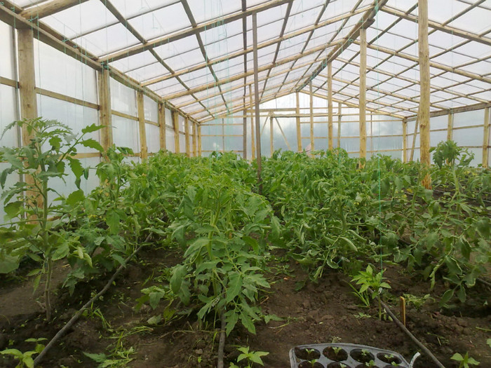 tomate - legumele din solar