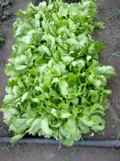 salata - legumele din solar