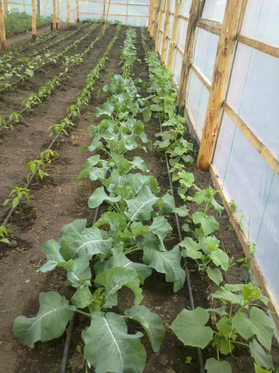 conopida - legumele din solar