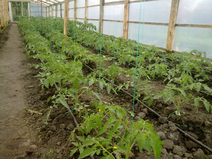 25052012619 - legumele din solar