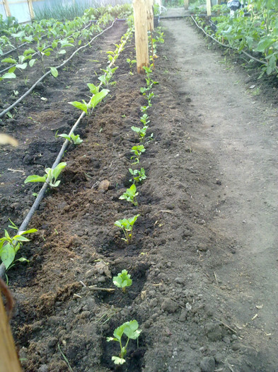 25052012623; pastarnac
