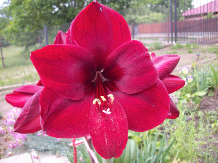 100_9831 - amaralis