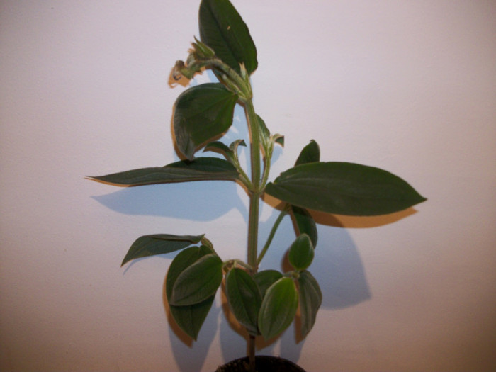 tibouchina - 1 ACHIZITII PLANTE 2012