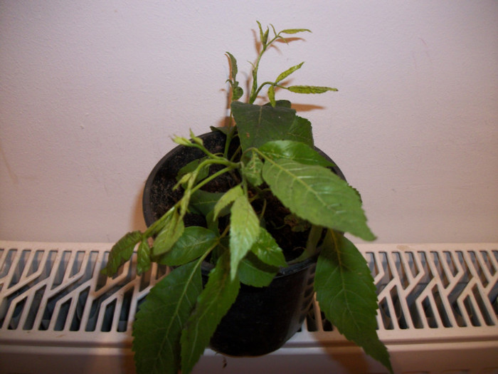 tecoma stans - 1 ACHIZITII PLANTE 2012