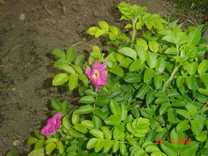 poze 713 - 0-ROSA RUGOSA