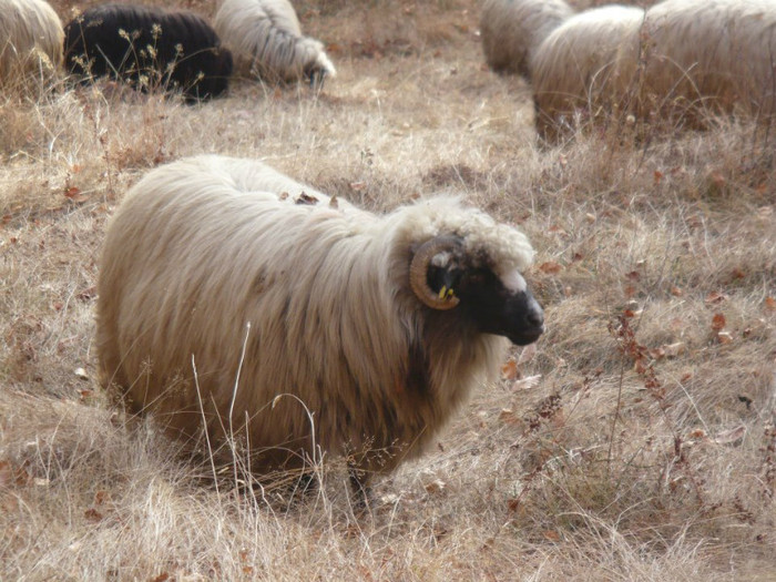 400429_217755631652088_100002529580512_450038_725969079_n