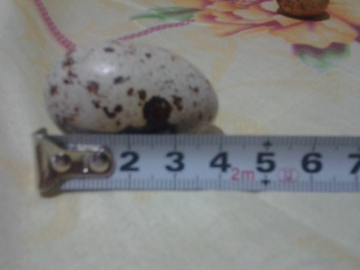 Picture 344 - NOU un ou gigant de prepelita si oua de gaina