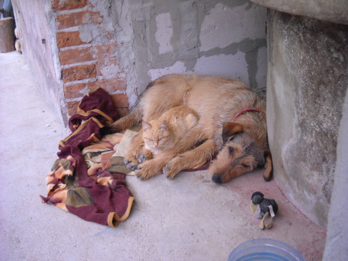 Frodo si Golden - Catei si pisici maidaneze