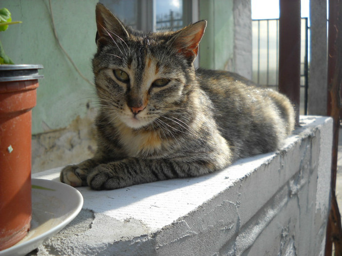 Zerbrina 0 - Catei si pisici maidaneze