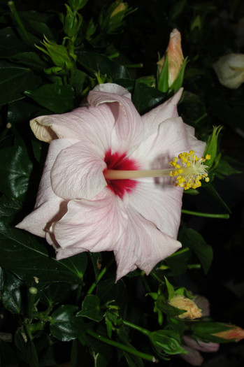 Hibi Roz pal - B-hibiscus-2012 2