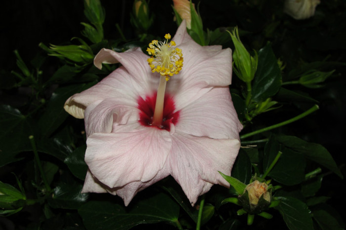  - B-hibiscus-2012 2