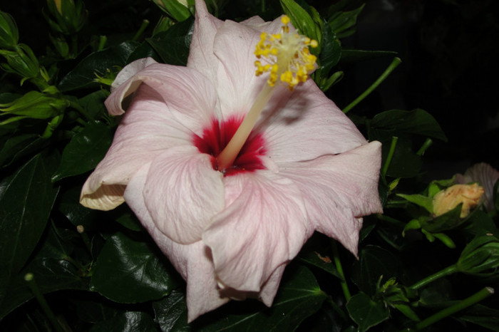 8.05.12 - B-hibiscus-2012 2