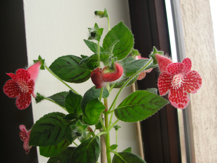 kohleria clytie