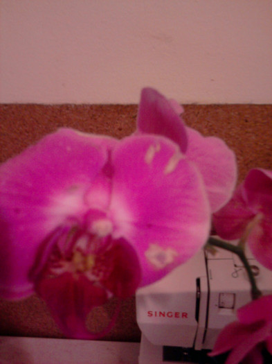 Floare cu pete - Orhidee La reducere