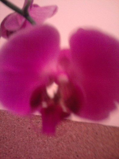 Floare cu lipsuri - Orhidee La reducere