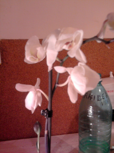 Asa arata florile