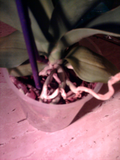 Radacini inainte de replantare - Orhidee La reducere