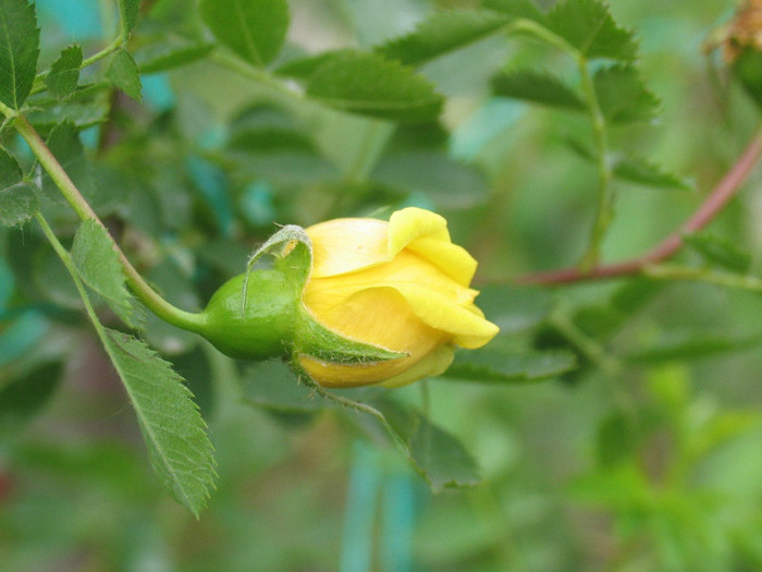 2 - Persian Yellow