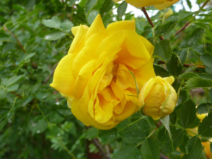 5 - Persian Yellow