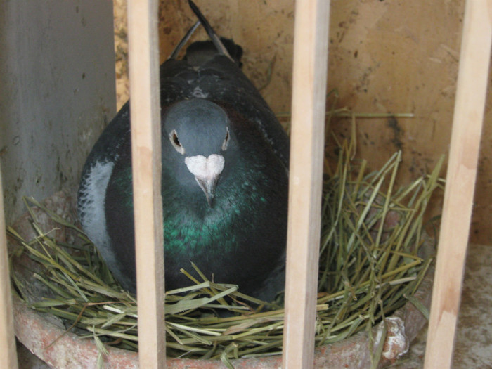 AUSTRIA 2006 - Matca porumbei 2013
