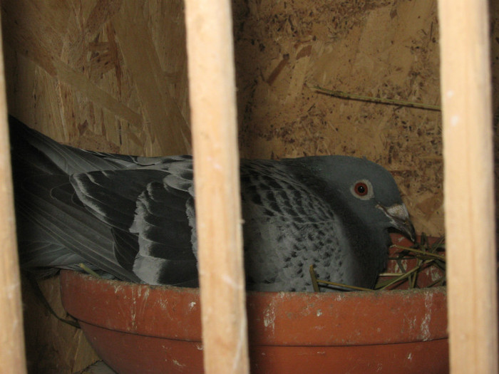 frate cu loc 1 maraton club raul doamnei