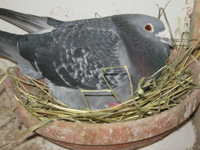 BELG 2008 - Matca porumbei 2013
