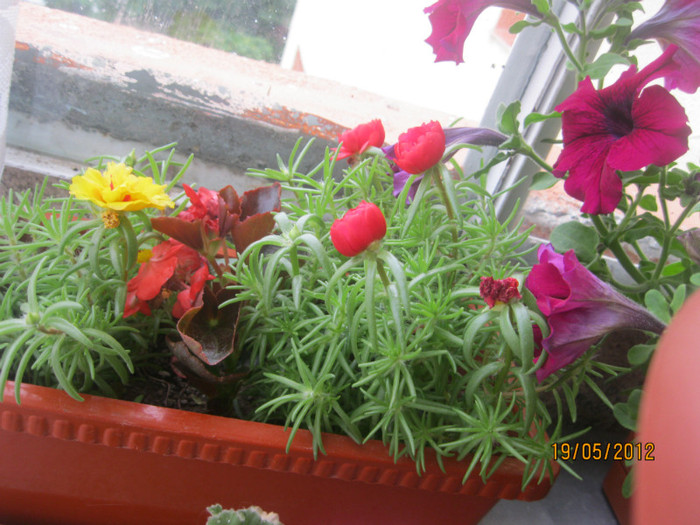 BUZAU 2012 286 - 2012