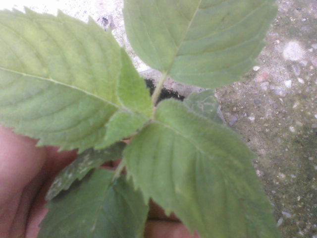 frunzele miros putin a menta