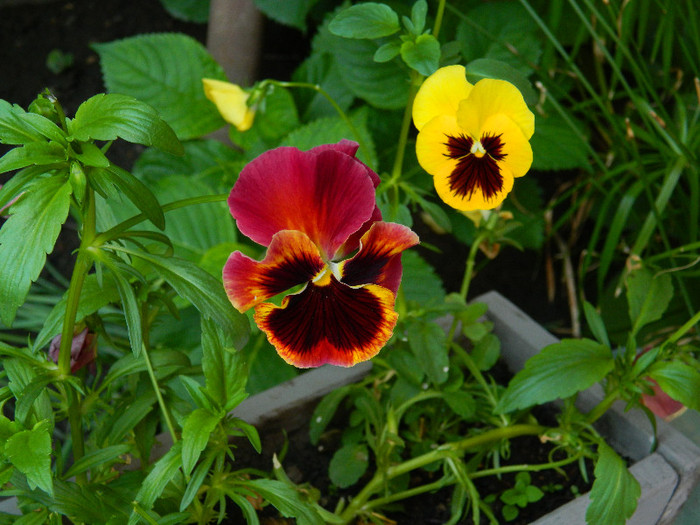 DSCN5754