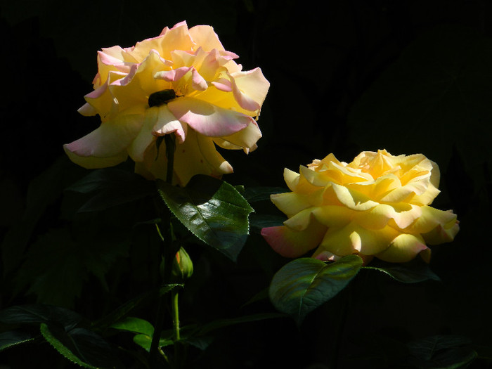 DSCN5846