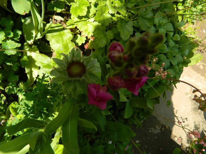 DSCN5872 - MAI 2012
