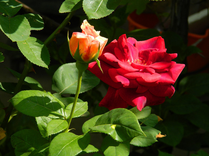 DSCN5878