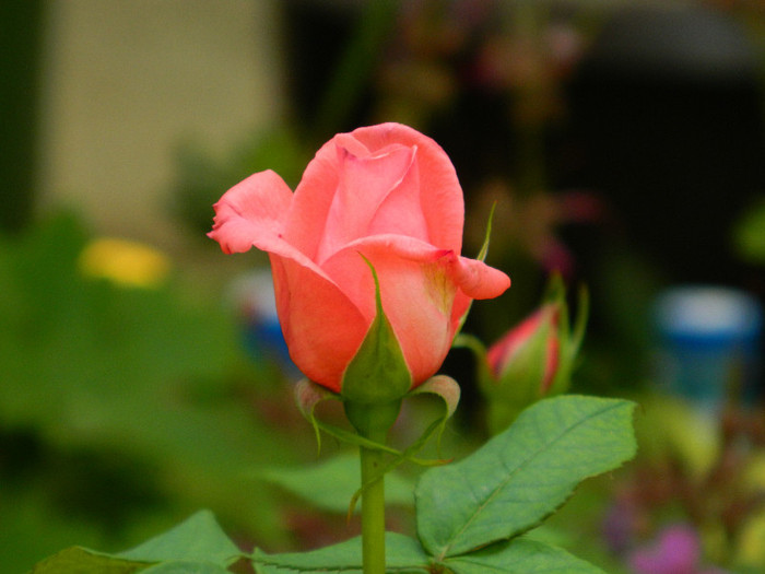 DSCN5881