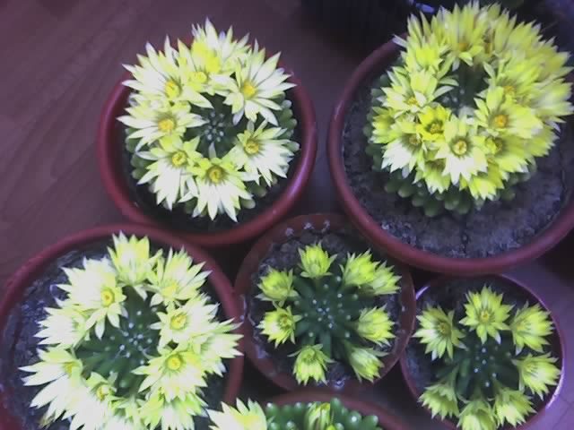 Mammillaria longimamma