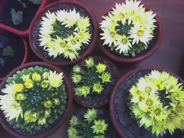 Mammillaria longimamma - cactusi - 2012