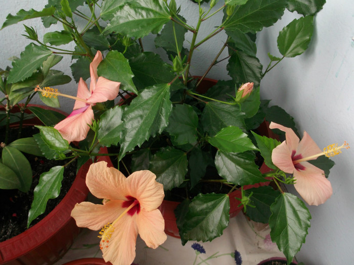 bucuria Martei - FLORI DIVERSE