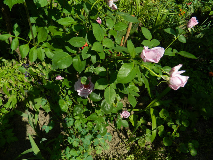 DSCN5895
