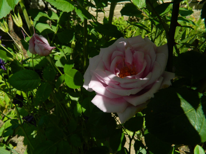 DSCN5896