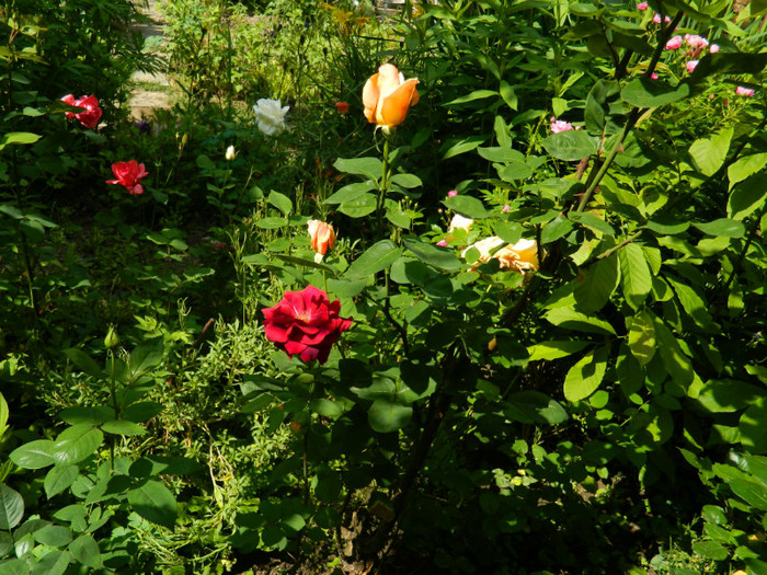 DSCN5907