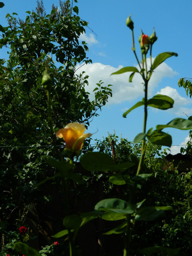 DSCN5930 - MAI 2012