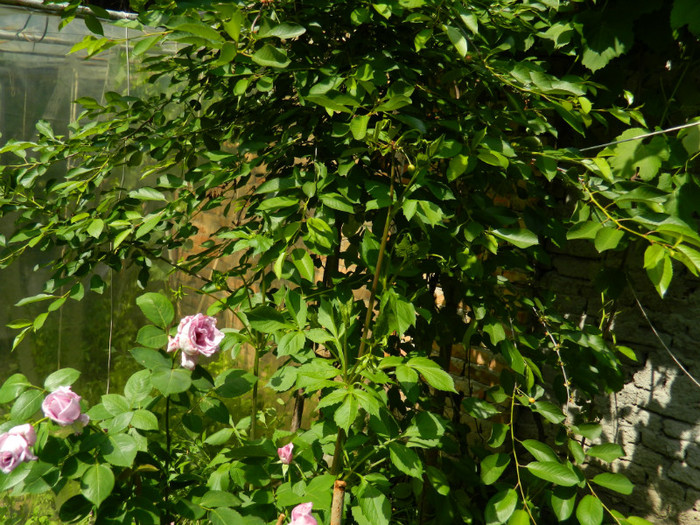 DSCN5944