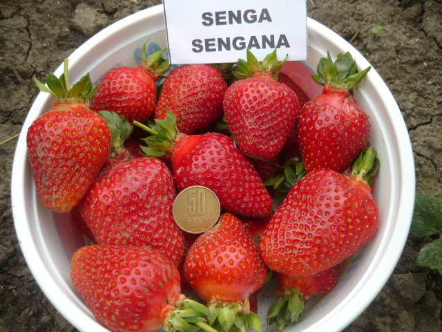 26 mai 2012 - Capsuni SENGA SENGANA