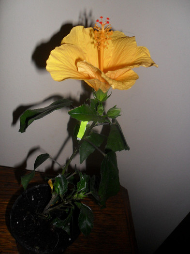 Hibiscus Cairo Yelow