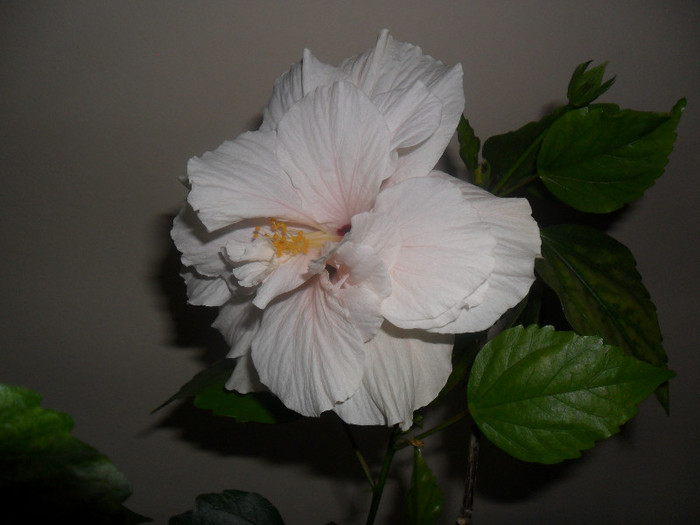 Hibiscus Clasic White
