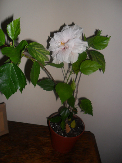 Hibiscus Clasic White