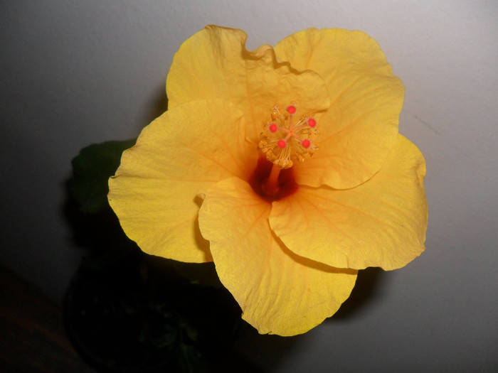 Hibiscus Cairo Yelow