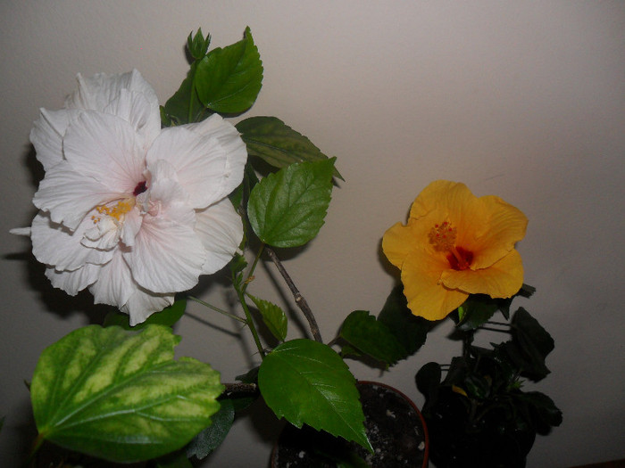 Hibiscus Clasic White   Cairo Yelow