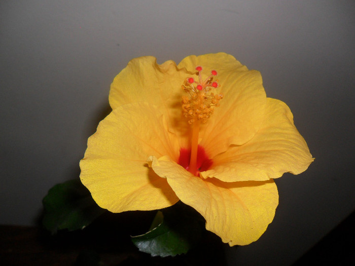 Hibiscus Cairo Yelow