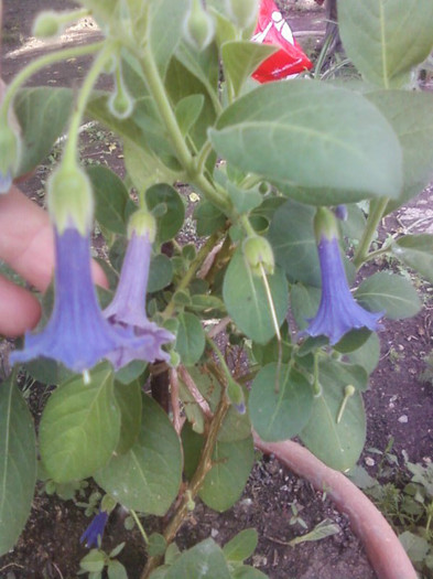  - A-Flori 2012