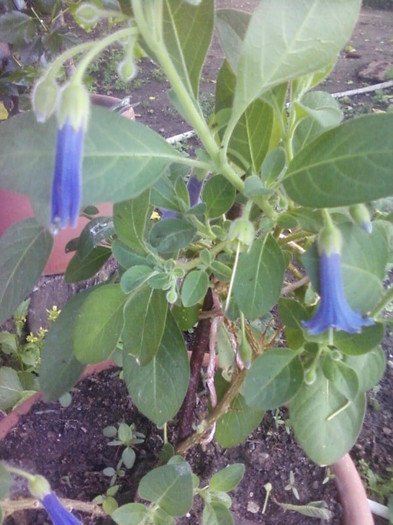  - A-Flori 2012